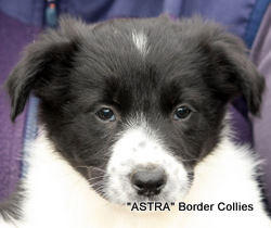 Black and white, male, border collie puppy
